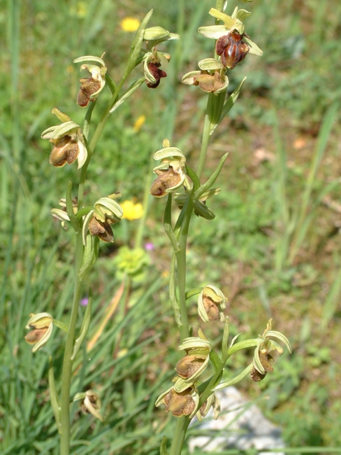 Ophrys sphegodes
